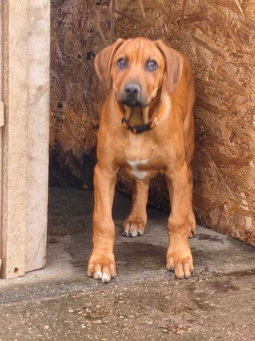 Szczeniak kundel podwórkowy reksio