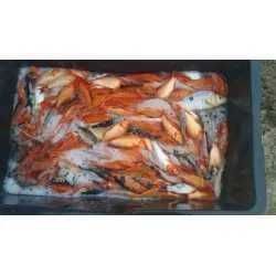 35 sztuk karp koi 10-15 cm