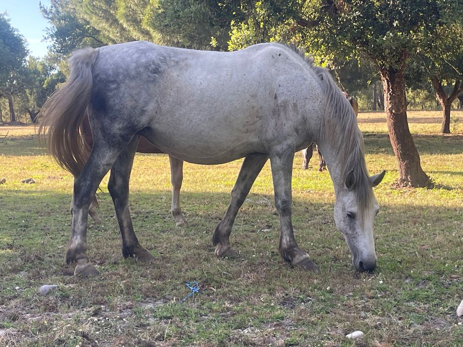 Lote de 5 eguas um cavalo lazão e uma poldra e um poldro de um ano