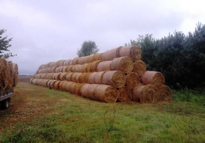 słoma bele 130 owijane siatką