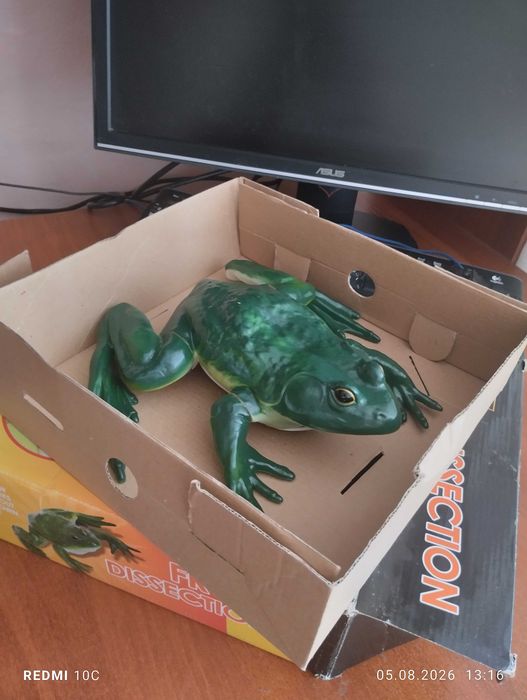 3D-модель (конструктор) для вивчення будови внутрішніх органів жаби для дітей від 8 років.