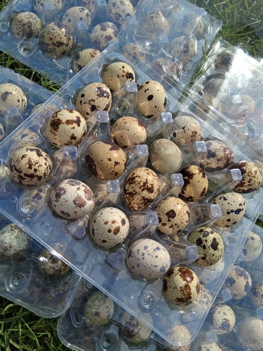 Jaja przepiórcze konsumpcyjne