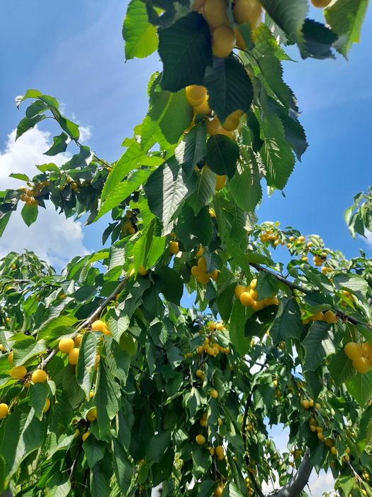 Домашняя консервация