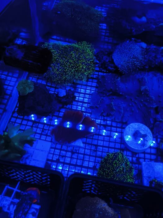 Akwarium morskie szczepki