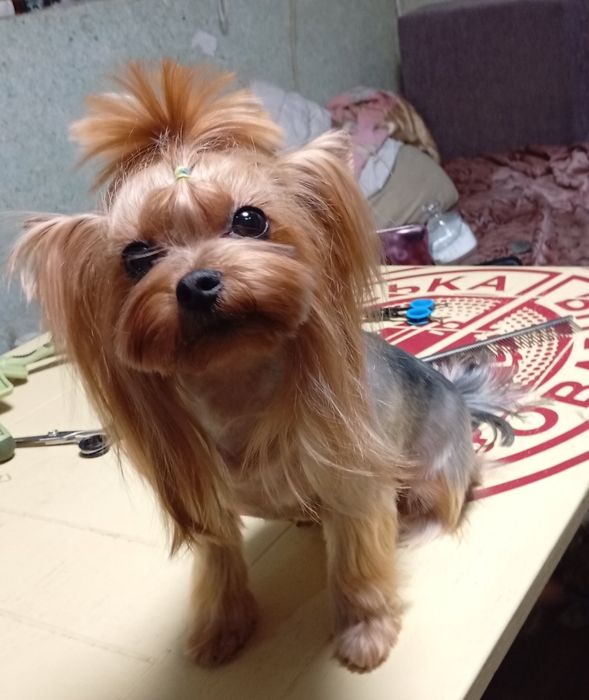 Йорк девочка щенок