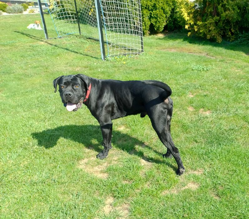Cane Corso piękny pies szuka nowego domu