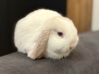 Króliki baranek karzełek miniaturka mini lop