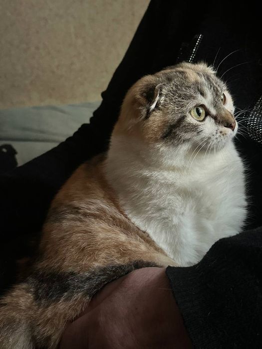 Кішечка шотландка