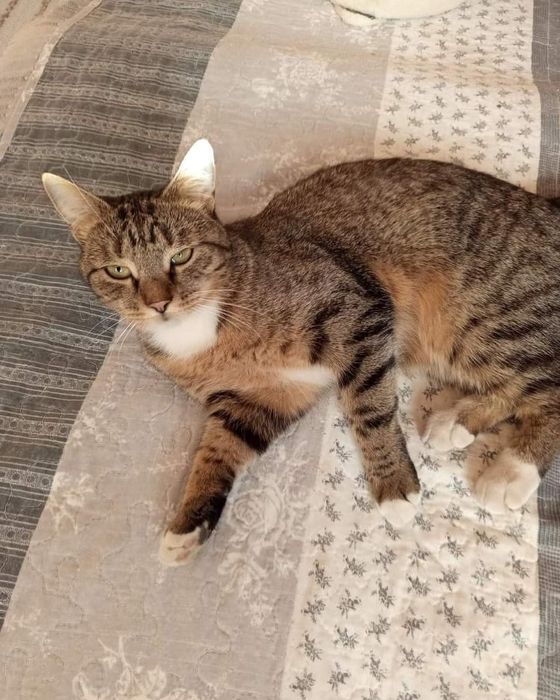 Пропала кошка, Хорошево