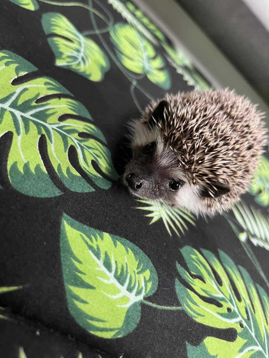Jeż pigmejski Samczyk - słodki, ciekawski