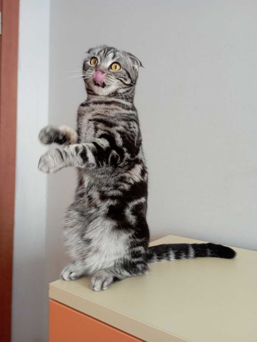 Шотландка висловуха родовідWCF документи клуба картка,нестирилізована