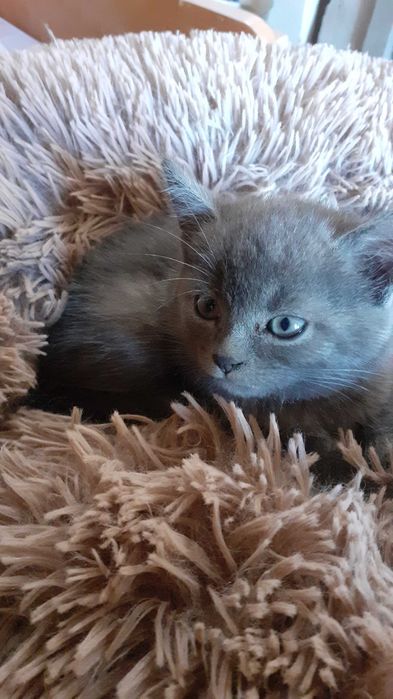 Віддамо кошенят в добрі руки