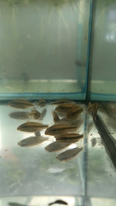 Продам рослини та аквариумную рыбку!