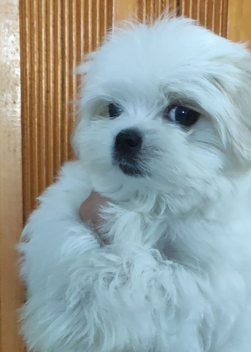 Шикарні цуценята Мальтезе