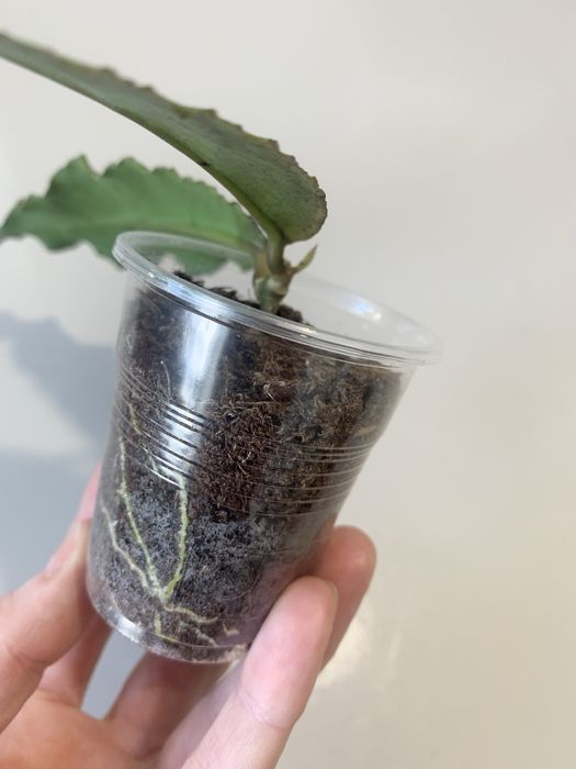 Хойя Hoya Undulata Silver