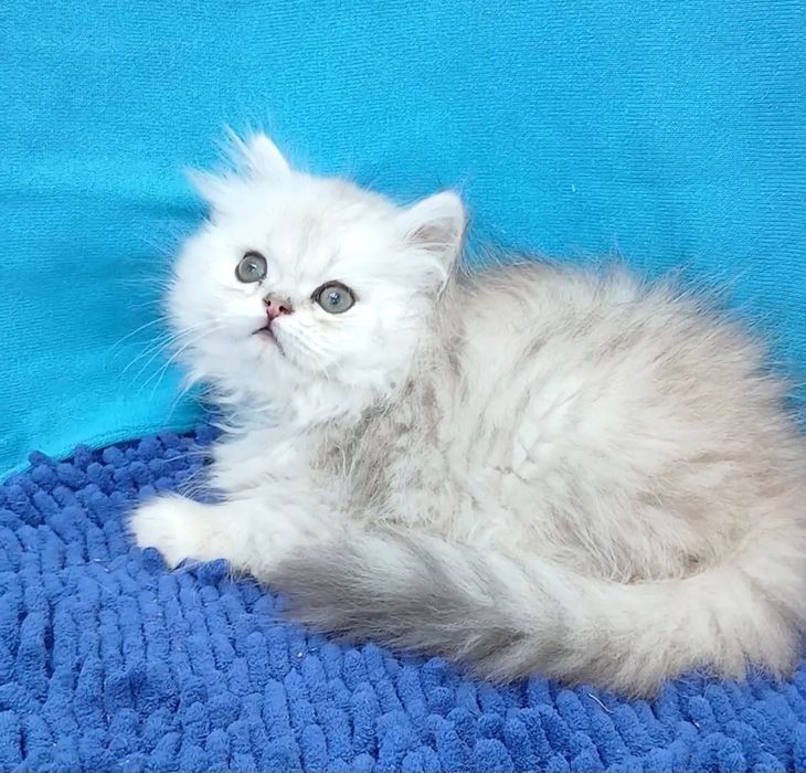 Мальчик Серебристаяшиншилла перс