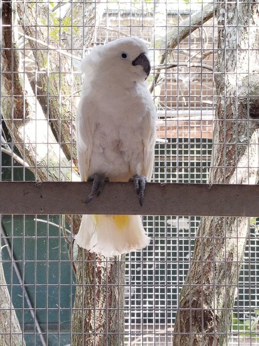 Cacatua alba macho