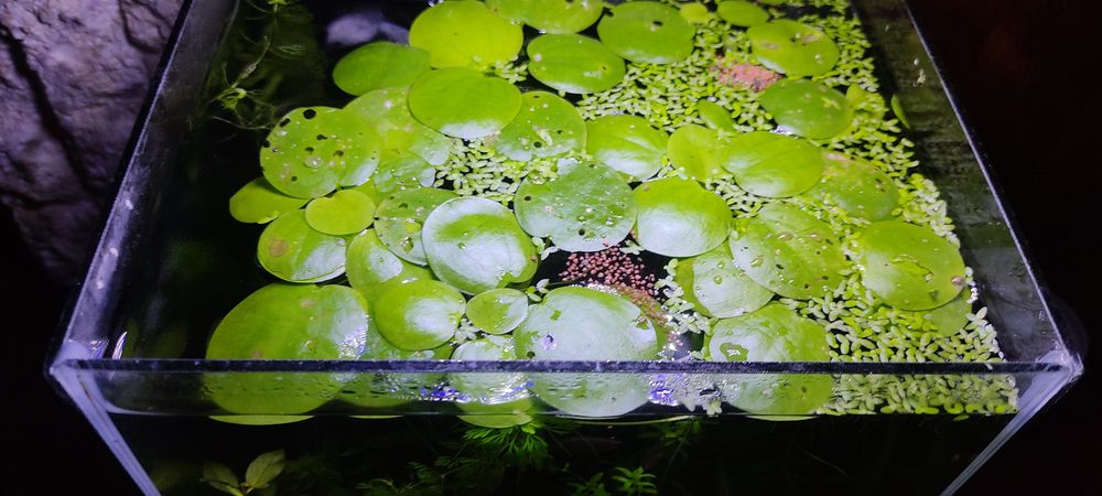 Plantas naturais flutuantes Limnobium laevigatum para aquário