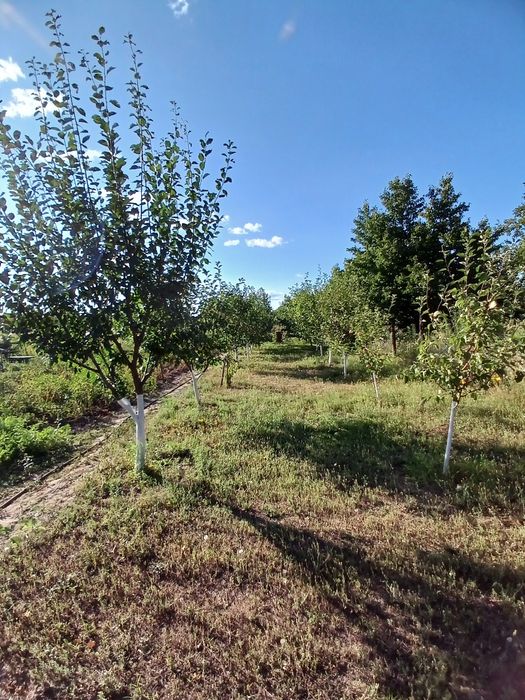 Продам дачу неподалік міста Канева в селі  Тростянець