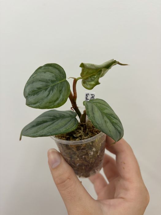 Philodendron Sodiroi