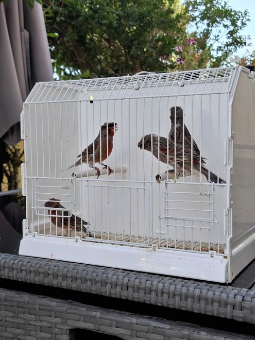 Canários Arlequim Português - Azeitão