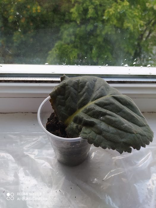 Глюксинія фіолетова