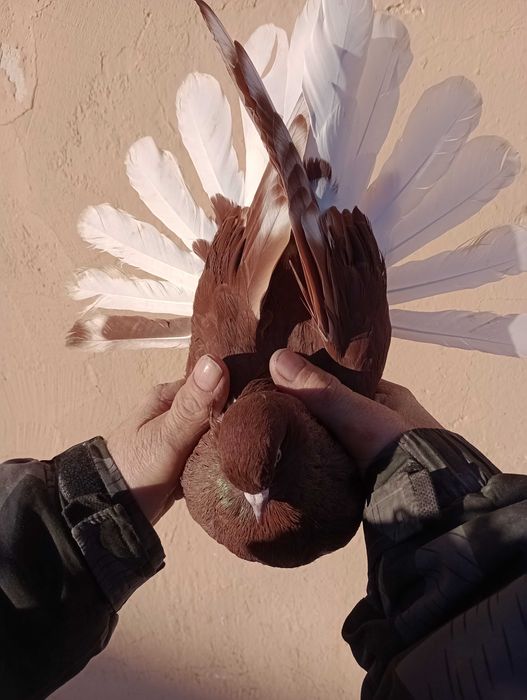 Sprzedam gołębie szaryki