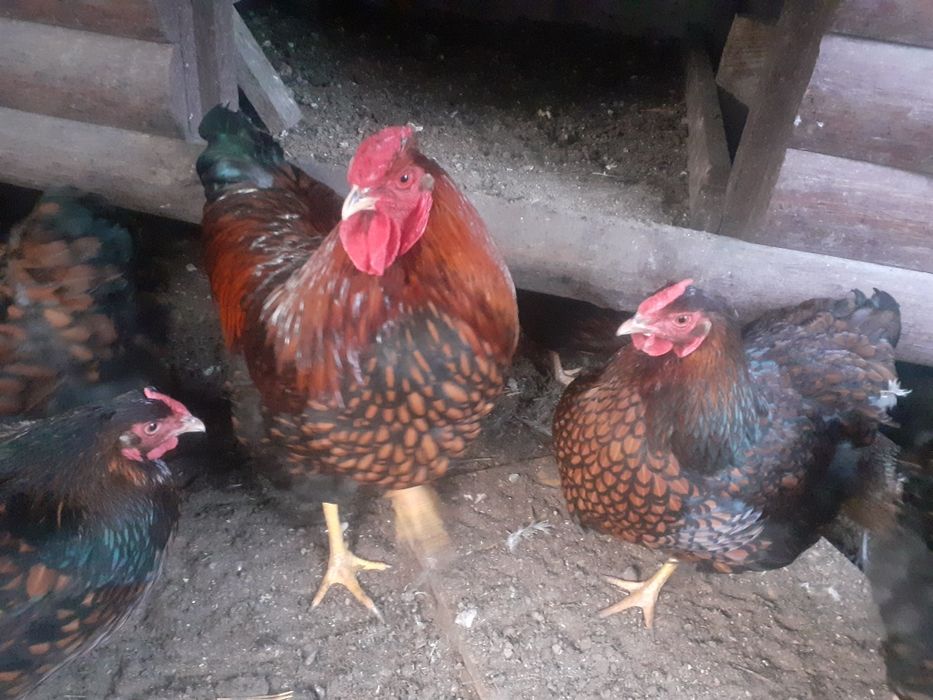 Wyandotty złote jaja lęgowe