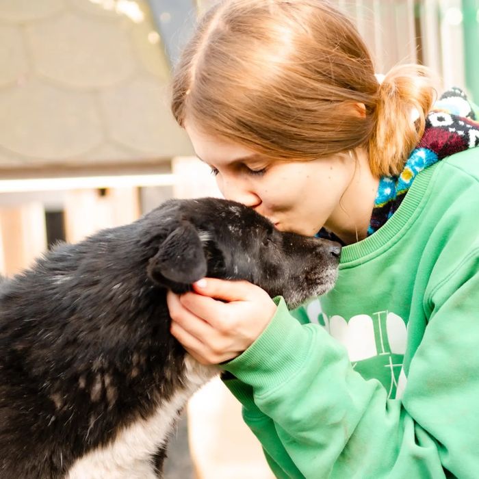 Pies z Ukrainy szuka domu