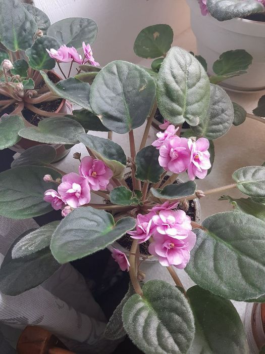 Фиалка (сенполия) цветущая / фиалка розовая / розовая фиалка