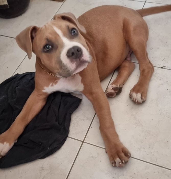 American Staffordshire Terrier