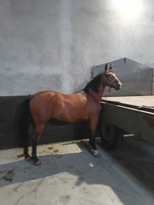 Sprzedam klacz gniadą wiek 7 lat