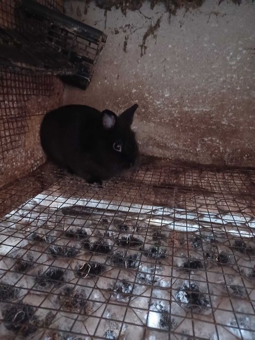 Coelhos anões machos