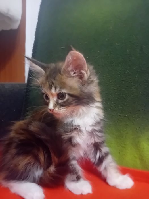 Kotka Maine Coon o imieniu Cętka Rezerwacja