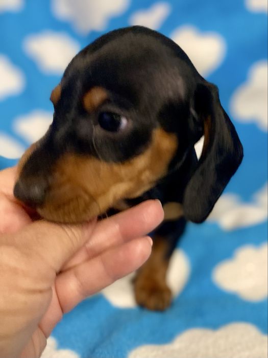 Teckel caninchen ou cao salsicha