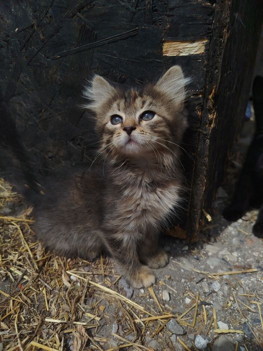 Кошенята у добрі руки