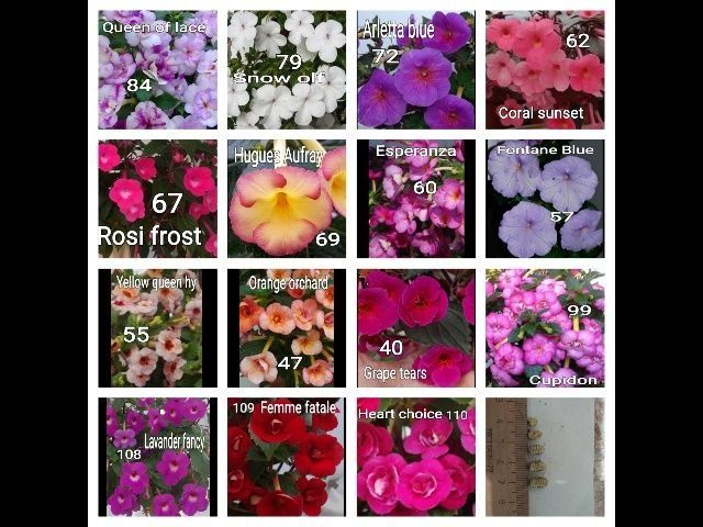 Перчатки нитриловые  ахименесы