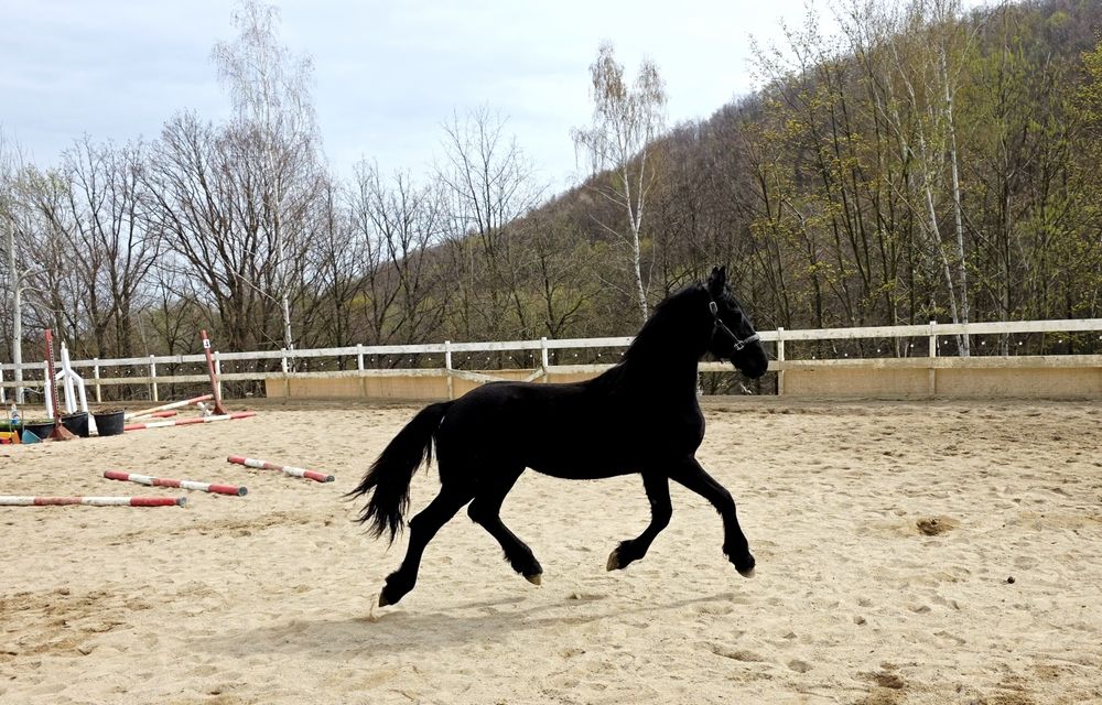 Ogierek ogier Fryzyjski Fenix KFPS ks główna