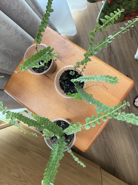 Нефролепіс Даффі