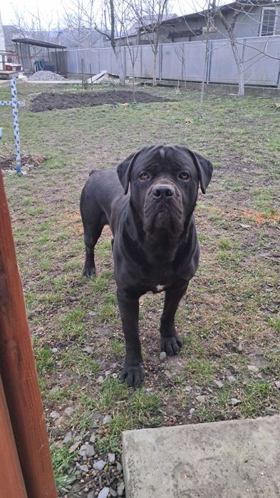 Вязка кане корсо