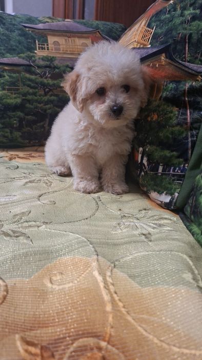 Шикарные мальтипу