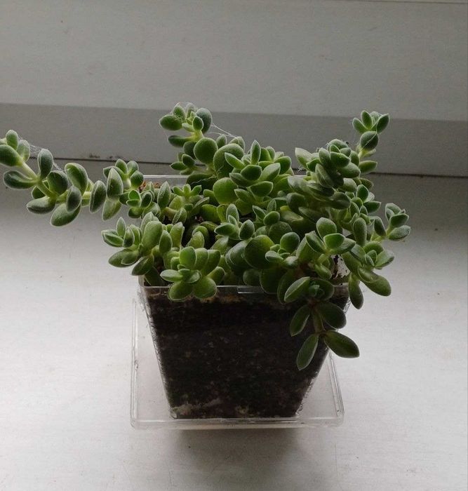 Суккулент крассула ланугиноза crassula lanuginosa