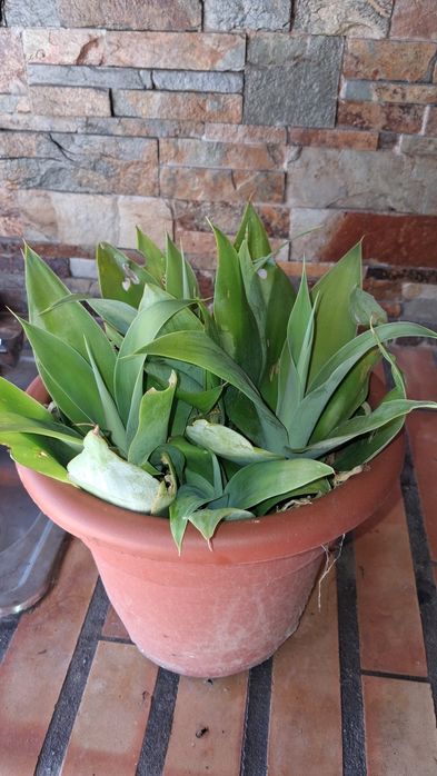 Planta suculenta em vaso redondo natural