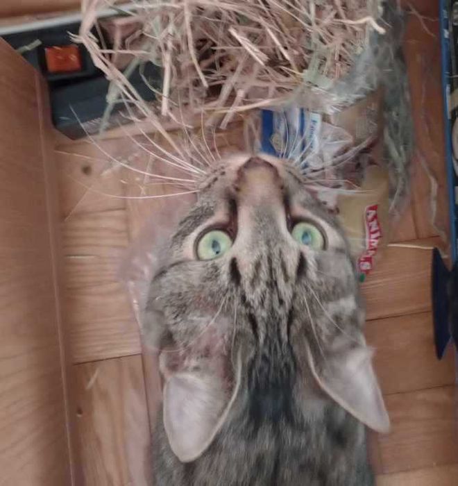 kot Zenuś szuka swojego domu