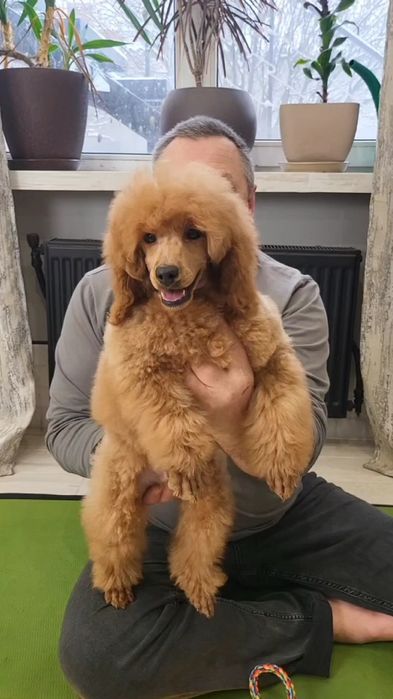 Пудель медиум(средний)