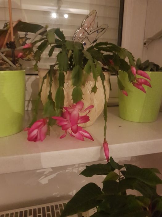 Trzykrotka purpurowa fikus i inny