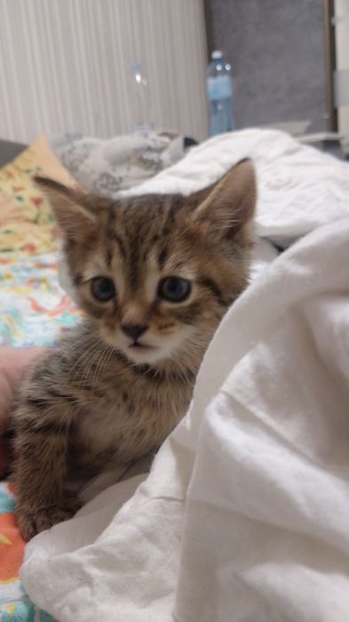 Віддам у добрі руки,Гарна вісловуха британка,1 роди 5 котят