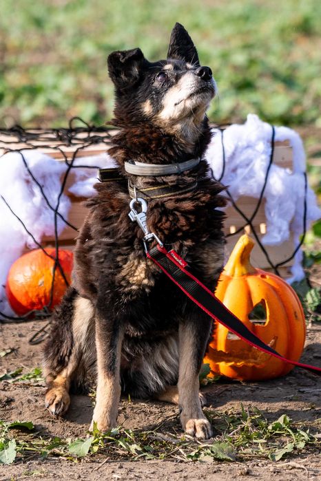 Od 2011 roku czeka na dom w schronisku