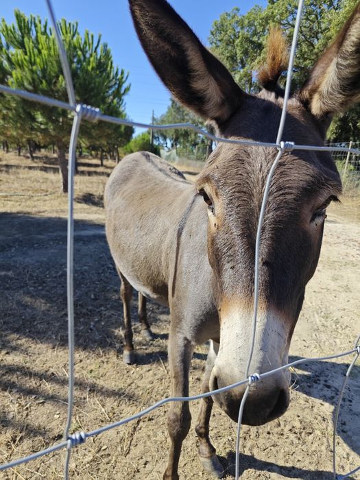 Vendo burrinha 3anos