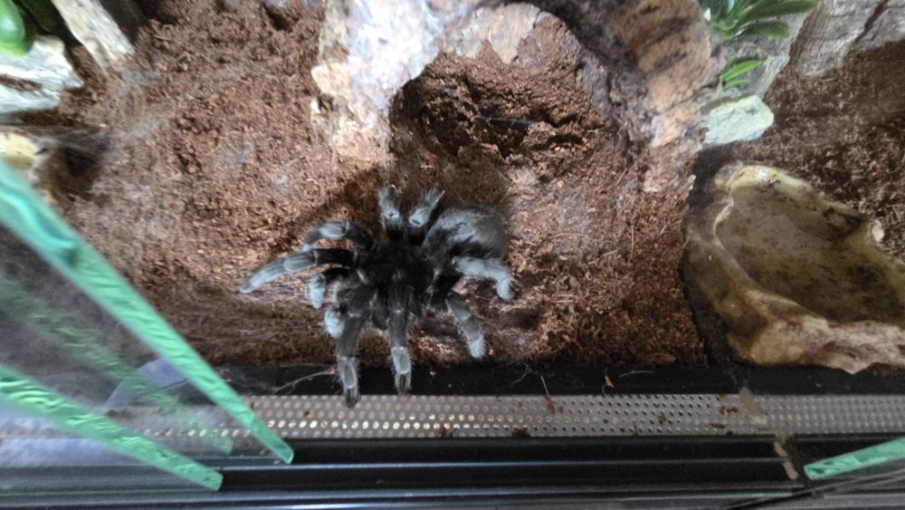 Gramostola Pulchra 8DC